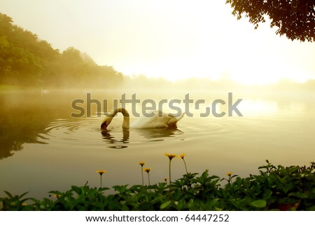swan lake in winter morning