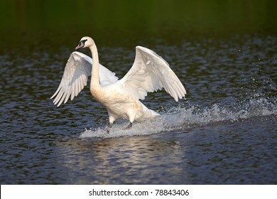 Swan Landing Stock Photo 78843406 