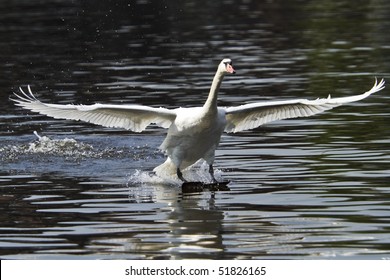 Swan Landing On Water
