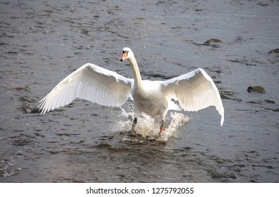 Swan Landing On Water Wings Outstretched Stock Photo 1275792055 ...