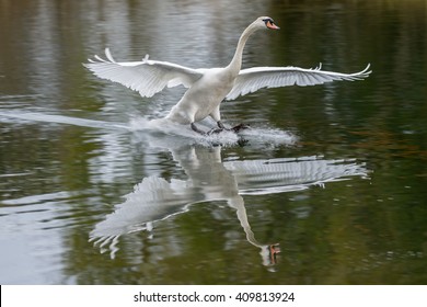Swan Landing In Water
