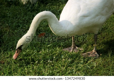 Similar – Image, Stock Photo gooseneck Swan Bird Animal