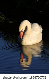 a swan looks at his own reflection in on the blue water surface like in Hans Christian Andersens fairy tale 'Ugly Duckling'