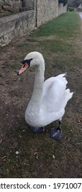 Swan At Melbourne Pool Derbyshire 