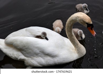 239 Cygnet on swans back Images, Stock Photos & Vectors | Shutterstock