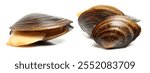 The swan mussel (large species of freshwater mussel) on white background