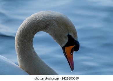 Swan At The Nene Park In Peterborough