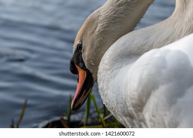 Swan At The Nene Park In Peterborough