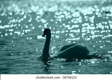 Swans By Moonlight >> Moonlight Swan Stock Photos Images Photography Shutterstock Swans By Moonlight >> Moonlight Swan Stock Photos Images Photography Shutterstock