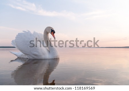 swan on blue lake water in sunny day, swans on pond, nature series