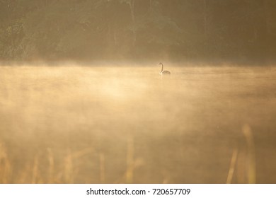 Swan on the  lake  in fog of morning day. - Powered by Shutterstock