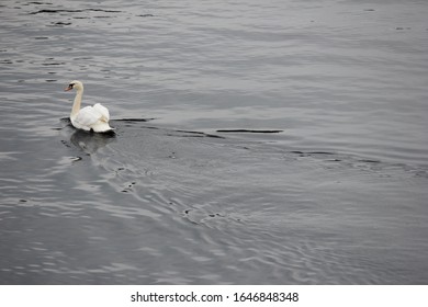 Swan On The River Ayr