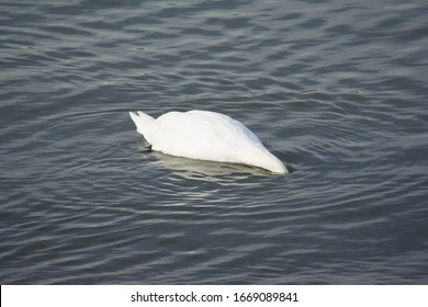 A Swan On The River With A Neck And Head Below Water Surface