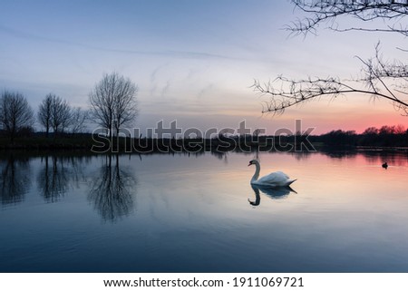 Similar – Foto Bild Ledas Schwäne Umwelt Natur