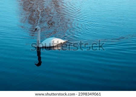 Swan on the shore of a lake in winter in Munich, Germany. A mute swan (Cygnus olor) glides across the lake. Amazing scene, swan lake, beauty.