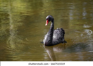 Swan On The Tamar River, Launceston Tasmania