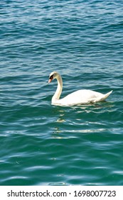 Swan On Turquoise Blue Water, No People, Space For Copy