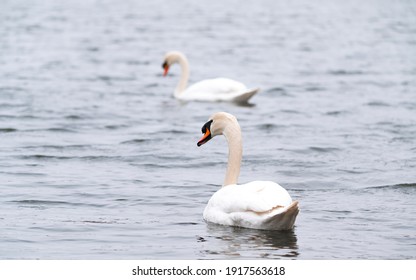 白鳥 の画像 写真素材 ベクター画像 Shutterstock