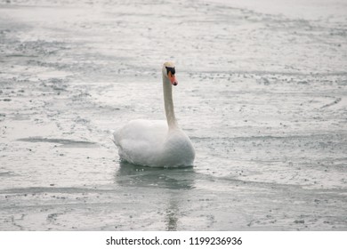 Swan paddling over frozen lake