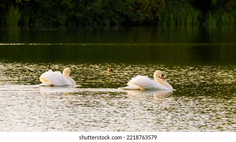 Swan Pair Dancing In Sync On Lake