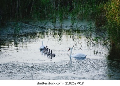 Swan pair together with five chicks swim across lake.Family, parents care and care
