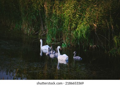 Swan pair together with five chicks swim across lake.Family, parents care and care