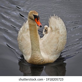 Swan Parent Spreads Wings To Allow Cygnet To Climb Aboard.