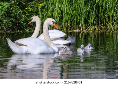 Swan parents with young cygnets swimming in water. Cute baby swans with cob and pen 