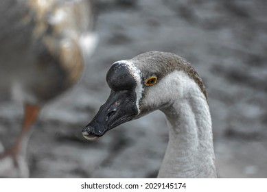 A Swan Photo Taken At A Park