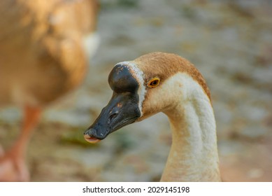 A Swan Photo Taken At A Park