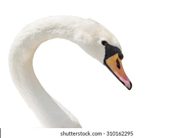 Swan Portrait Isolated On White.