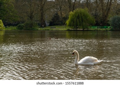 A Swan In Princess Diana Gardens In London England