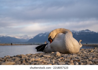 Swan Resting On Beach. Front View Of One Mute Swan. Cygnus Olor.