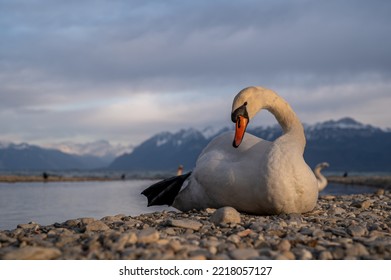 Swan Resting On Beach. Front View Of One Mute Swan. Cygnus Olor.