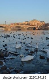 Swan River Prague Czech Republic River Winter