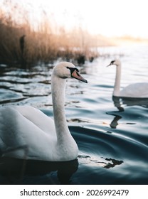 A Swan In A River At Sundawn