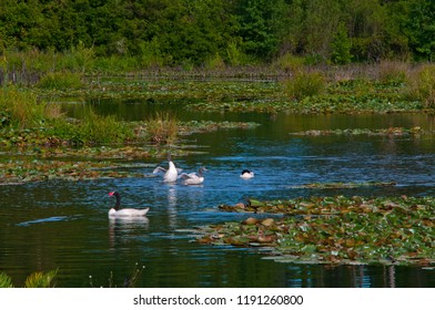 Swan, River, Valdivia