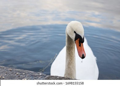 Swan at a sea in Berlin