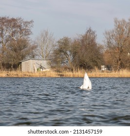 Swan Searching For Food In The Water. Upside Down - Anseriformes, Aves, Anatidae.