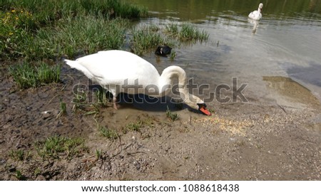 Swan seeking for food at shore of lake Wildsee in Seefeld, Tyrol, Austria