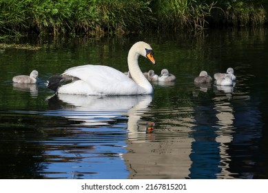 Swan with seven cygnets glides on water at Grand Canal. Reflection and ripples in dark waters. Young chicks with fluffy feathers swimming. Dublin, Ireland
