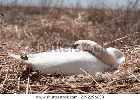 Swan sleeping on a nest in the reeds