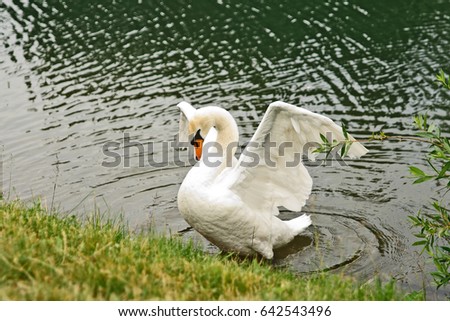 Similar – Image, Stock Photo gooseneck Swan Bird Animal