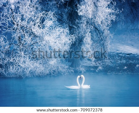 Swan spring, Xinjiang, Yili 9