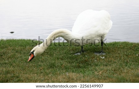 Image, Stock Photo gooseneck Swan Bird Animal