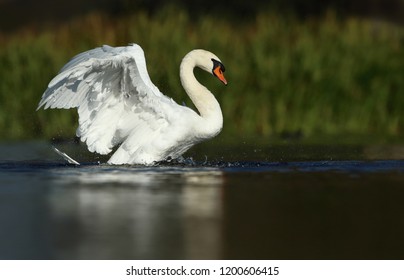 Swan Stretching Wings Stock Photo 1200606415 | Shutterstock