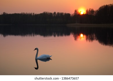 Swan in the sunset, tranquil sunset  - Powered by Shutterstock