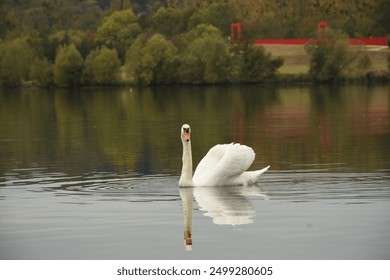 Swan swimming calm elegant in lake surrounded by trees and vegetation in the day - Powered by Shutterstock