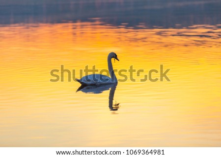 Similar – Image, Stock Photo swan lake Water Waves Lake