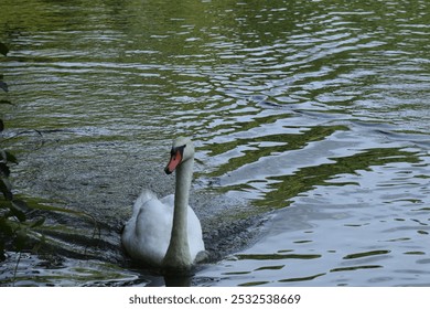 
Вот теги для этого описания:

swan, swimming, lake, nature, wildlife, serene, tranquility, aquatic life, reflection, graceful, outdoor, peaceful scene, bird - Powered by Shutterstock